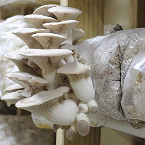 100 Grams/4 oz of King Oyster Mushroom Spawn Mycelium to Grow Gour...