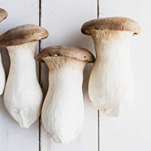 100 Grams/4 oz of King Oyster Mushroom Spawn Mycelium to Grow Gour...