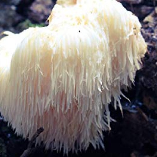 100 Grams/4 oz of Lions Mane Mushroom Spawn Mycelium to Grow Gour...