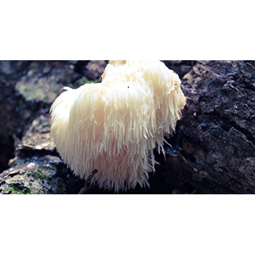 100 Grams/4 oz of Lions Mane Mushroom Spawn Mycelium to Grow Gour...