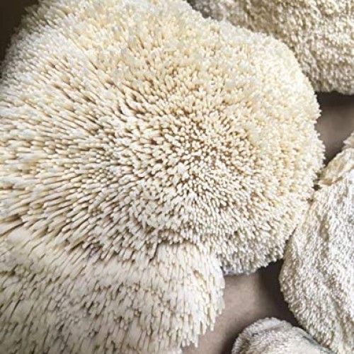 100 Grams/4 oz of Lions Mane Mushroom Spawn Mycelium to Grow Gour...