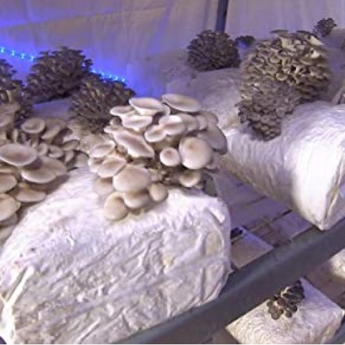 100 Grams/4 oz of Pearl Oyster Mushroom Spawn Mycelium to Grow Gou...