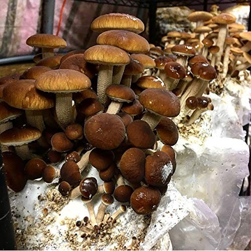 100 Grams/4 oz of Pioppini Mushroom Spawn Mycelium to Grow Gourmet...