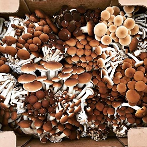 100 Grams/4 oz of Pioppini Mushroom Spawn Mycelium to Grow Gourmet...