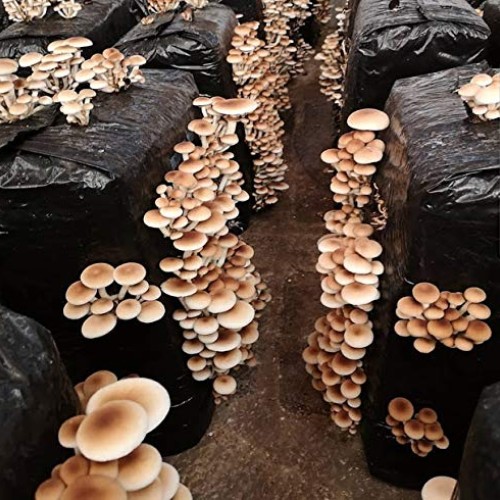 100 Grams/4 oz of Pioppini Mushroom Spawn Mycelium to Grow Gourmet...