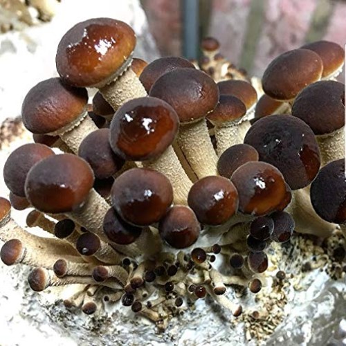 100 Grams/4 oz of Pioppini Mushroom Spawn Mycelium to Grow Gourmet...