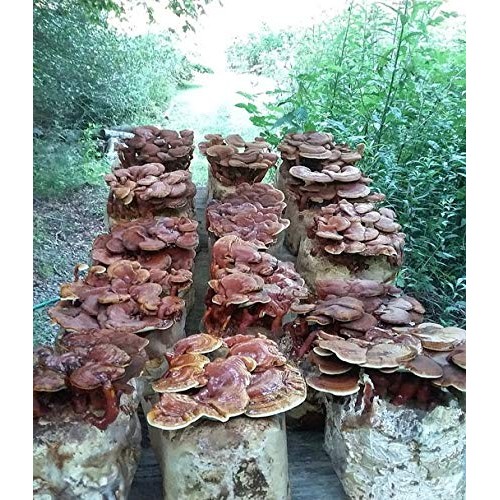 100 Grams/4 oz of Red Reishi Mushroom Spawn Mycelium to Grow Gourm...