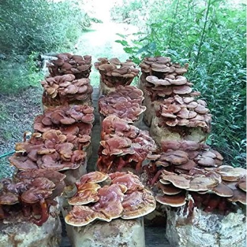 100 Grams/4 oz of Red Reishi Mushroom Spawn Mycelium to Grow Gourm...