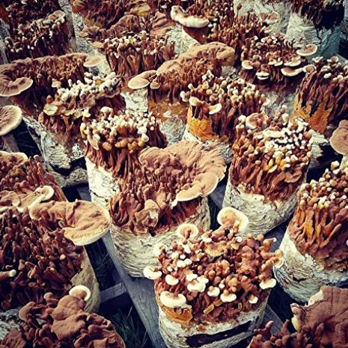 100 Grams/4 oz of Red Reishi Mushroom Spawn Mycelium to Grow Gourm...