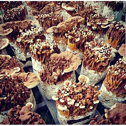 100 Grams/4 oz of Red Reishi Mushroom Spawn Mycelium to Grow Gourm...