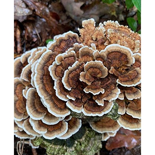 100 Grams/4 oz of Turkey Tail Mushroom Spawn Mycelium to Grow Gour...