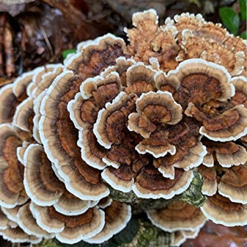 100 Grams/4 oz of Turkey Tail Mushroom Spawn Mycelium to Grow Gour...