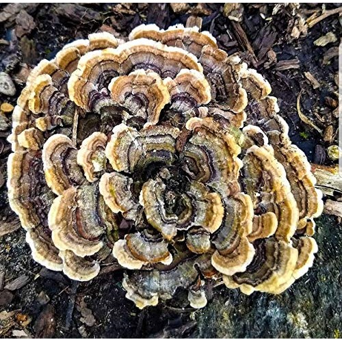 100 Grams/4 oz of Turkey Tail Mushroom Spawn Mycelium to Grow Gour...
