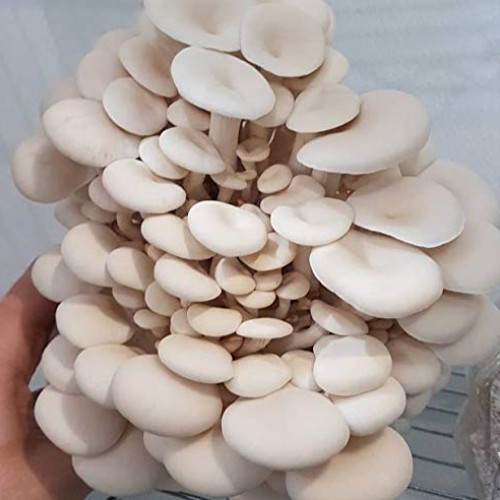 100 Grams/4 oz of White Elm Oyster Mushroom Spawn Mycelium to Grow...