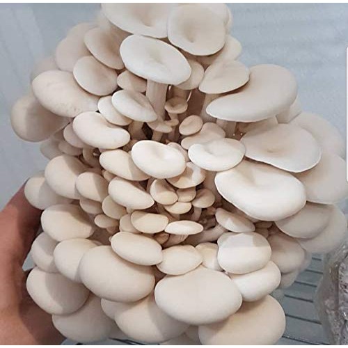 100 Grams/4 oz of White Elm Oyster Mushroom Spawn Mycelium to Grow...