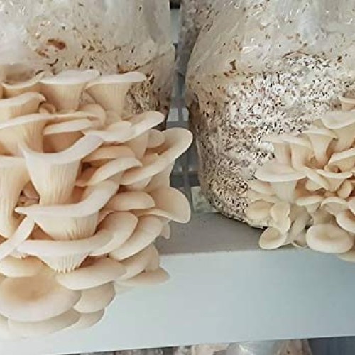 100 Grams/4 oz of White Elm Oyster Mushroom Spawn Mycelium to Grow...