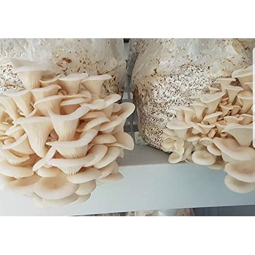100 Grams/4 oz of White Elm Oyster Mushroom Spawn Mycelium to Grow...
