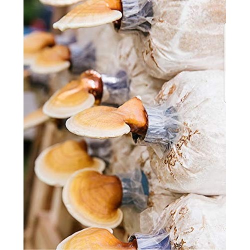 100 Grams/4 oz of Yellow Reishi Mushroom Spawn Mycelium to Grow Go...