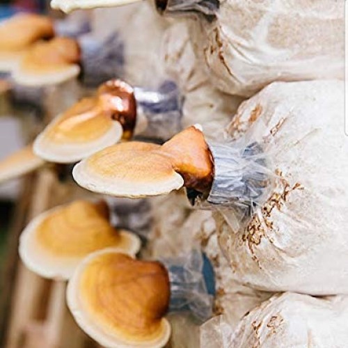 100 Grams/4 oz of Yellow Reishi Mushroom Spawn Mycelium to Grow Go...