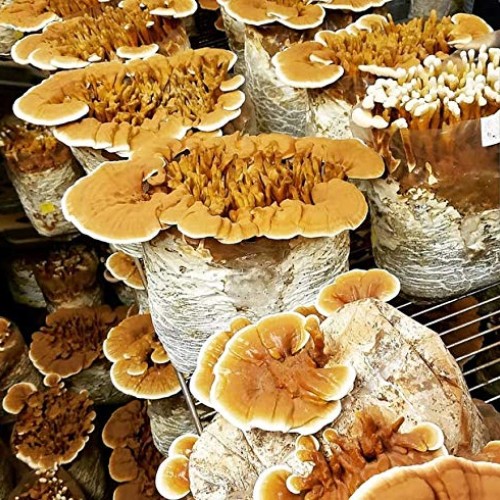 100 Grams/4 oz of Yellow Reishi Mushroom Spawn Mycelium to Grow Go...
