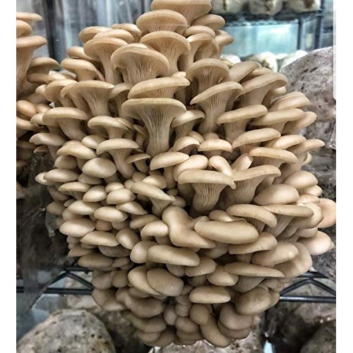 100 Grams of Pearl Oyster Mushroom Spawn Mycelium to Grow Gourmet ...