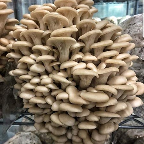 100 Grams of Pearl Oyster Mushroom Spawn Mycelium to Grow Gourmet ...