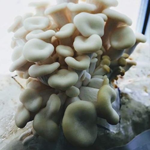 100 Grams of Pearl Oyster Mushroom Spawn Mycelium to Grow Gourmet ...