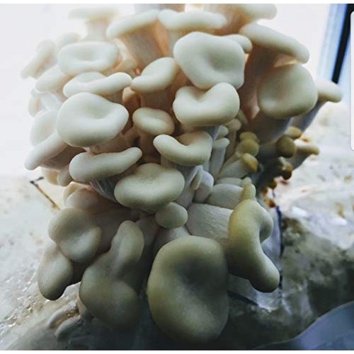 100 Grams of Pearl Oyster Mushroom Spawn Mycelium to Grow Gourmet ...