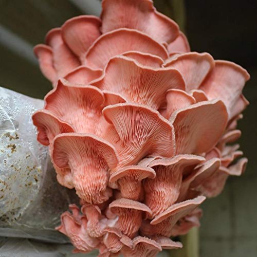 100 Grams of Pink Oyster Mushroom Spawn Mycelium to Grow Gourmet a...