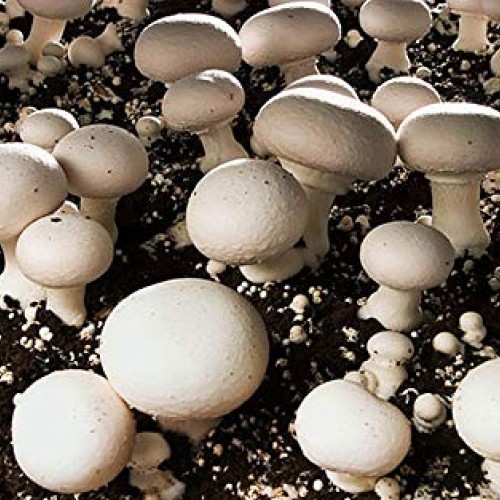 100 Grams of White Button Mushroom Spawn Mycelium to Grow Gourmet ...