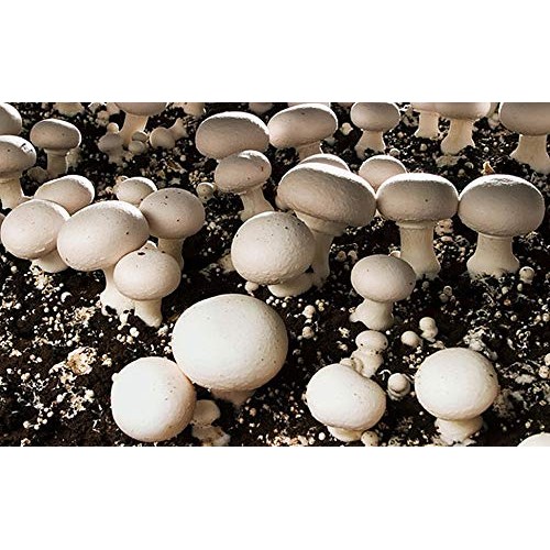 100 Grams of White Button Mushroom Spawn Mycelium to Grow Gourmet ...