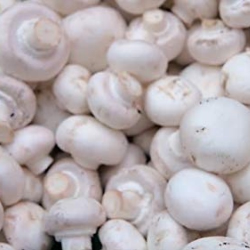 100 Grams of White Button Mushroom Spawn Mycelium to Grow Gourmet ...