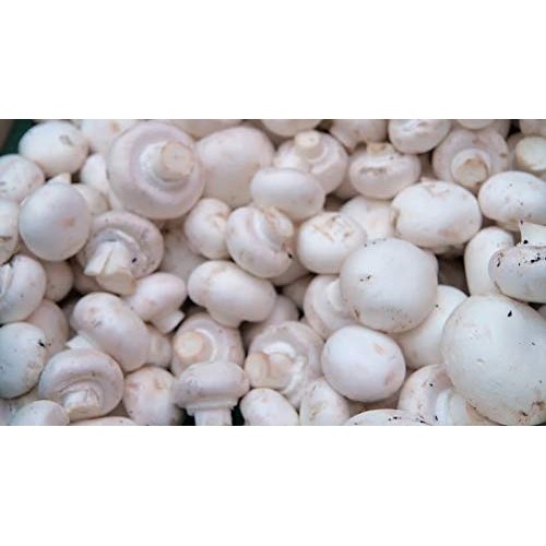 100 Grams of White Button Mushroom Spawn Mycelium to Grow Gourmet ...