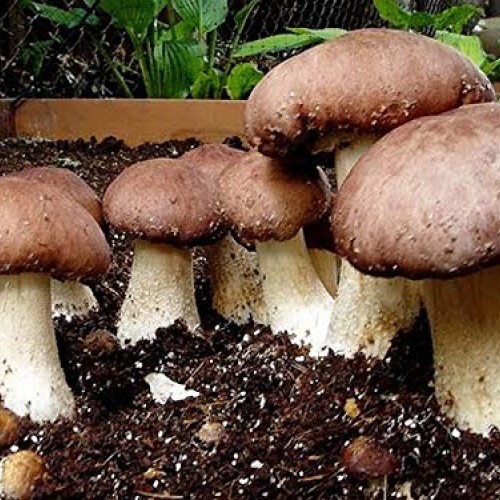 100 Grams of Wine Cap Mushroom Spawn Mycelium to Grow Gourmet Mush...