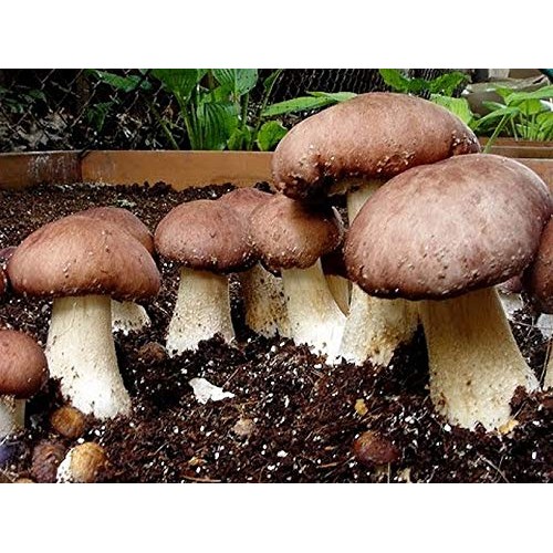 100 Grams of Wine Cap Mushroom Spawn Mycelium to Grow Gourmet Mush...