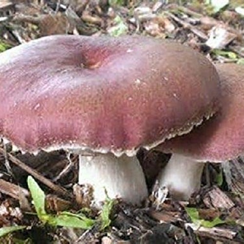 100 Grams of Wine Cap Mushroom Spawn Mycelium to Grow Gourmet Mush...