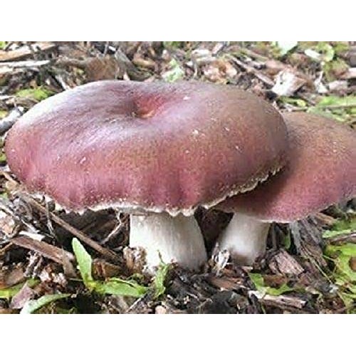 100 Grams of Wine Cap Mushroom Spawn Mycelium to Grow Gourmet Mush...