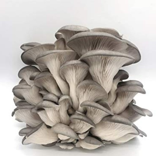 100 Grey Oyster Mushroom Spawn Plugs/Dowels to Inoculate Logs or S...