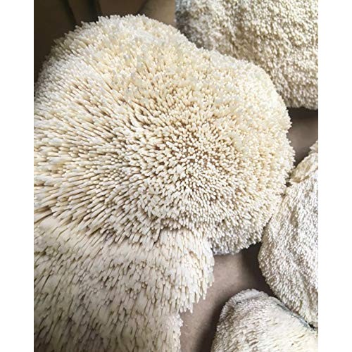 100 Lions Mane Mushroom Spawn Plugs to Grow Gourmet and Medicinal...