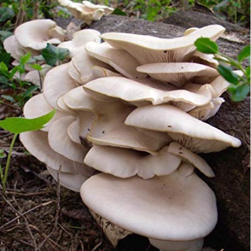 100 Pearl Oyster Mushroom Spawn Plugs/Dowels to Inoculate Logs or ...