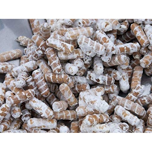 100 Pearl Oyster Mushroom Spawn Plugs to Grow Gourmet and Medicina...