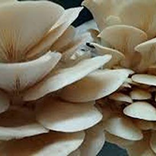 100 Pearl Oyster Mushroom Spawn Plugs to Grow Gourmet and Medicina...