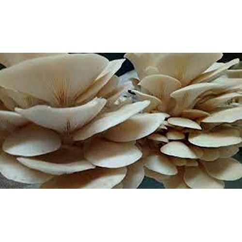 100 Pearl Oyster Mushroom Spawn Plugs to Grow Gourmet and Medicina...