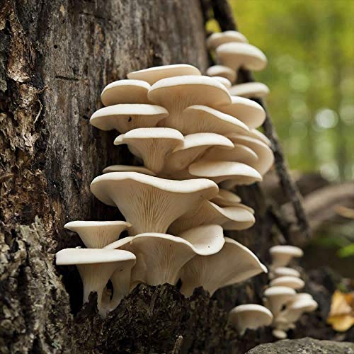 100 Pearl Oyster Mushroom Spawn Plugs to Grow Gourmet and Medicina...