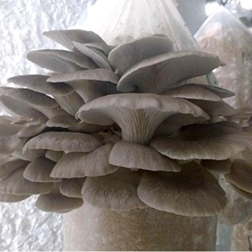 100 Phoenix Oyster Mushroom Spawn Plugs/Dowels to Inoculate Logs o...