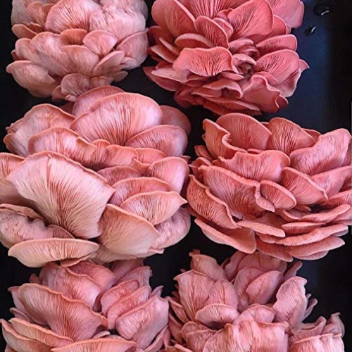 100 Pink Oyster Mushroom Spawn Plugs to Grow Gourmet Mushrooms at ...