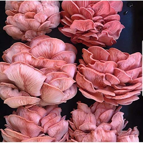 100 Pink Oyster Mushroom Spawn Plugs to Grow Gourmet Mushrooms at ...