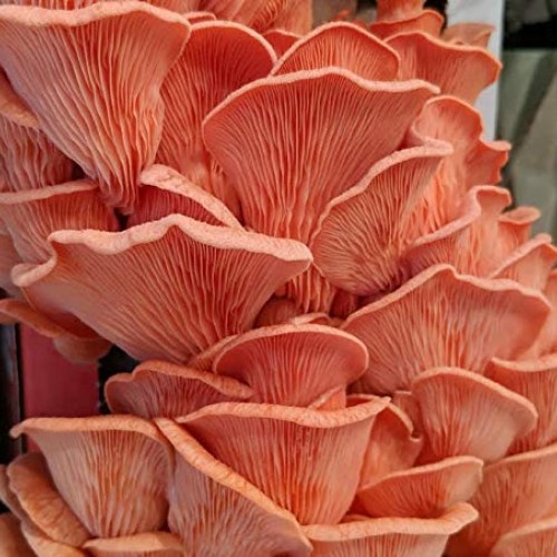 100 Pink Oyster Mushroom Spawn Plugs to Grow Gourmet Mushrooms at ...