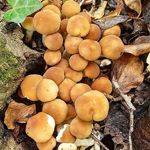 100 Piopinni Mushroom Spawn Plugs to Grow Gourmet and Medicinal Mu...