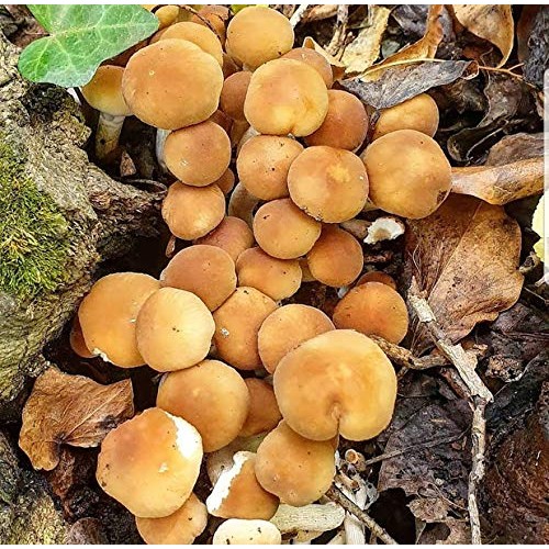 100 Piopinni Mushroom Spawn Plugs to Grow Gourmet and Medicinal Mu...